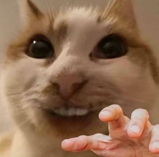 млекопитающее животное кошка