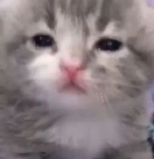 млекопитающее животное кошка