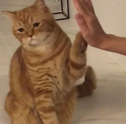 животное млекопитающее кошка