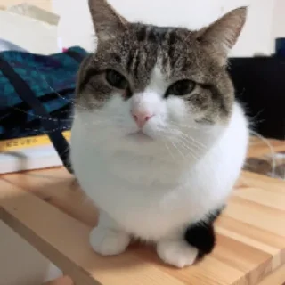 Стикер Коты - 5