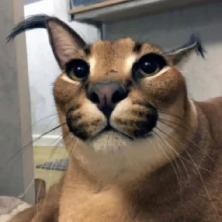 Стикер Коты - 8