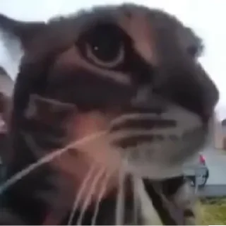 Стикер Коты - 0