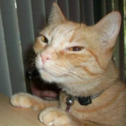 Стикер Коты - 4