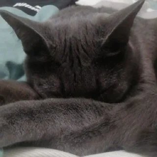 Стикер Коты - 1