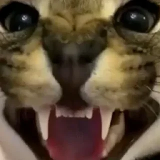 Стикер Коты - 6