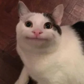 Стикер Коты - 3