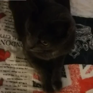 Стикер Коты - 9