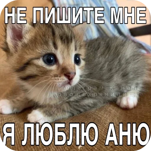 Стикер Koty1528 - 1