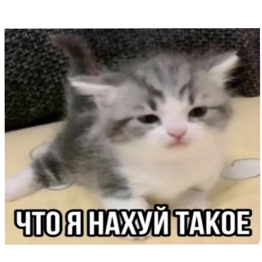 Sticker Koty1528 - 1