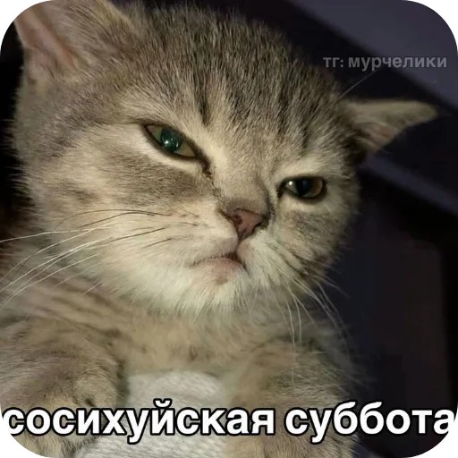 Sticker Koty1528 - 1