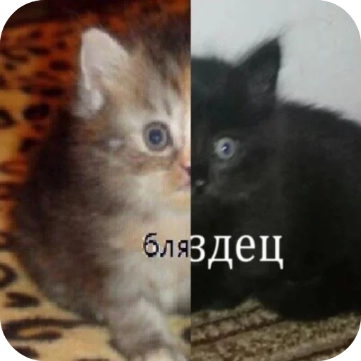 Sticker Koty1528 - 1