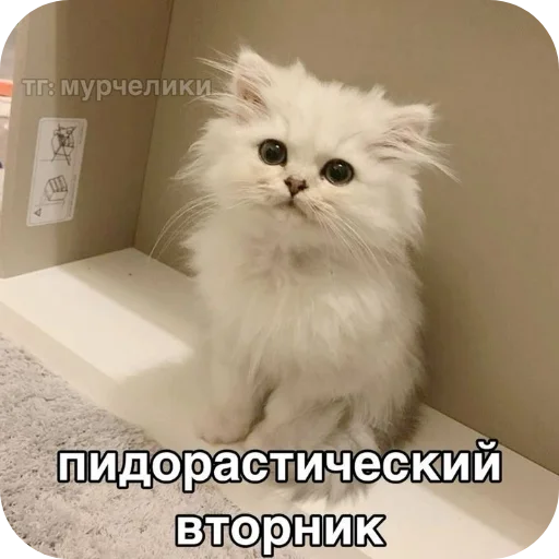 Sticker Koty1528 - 1