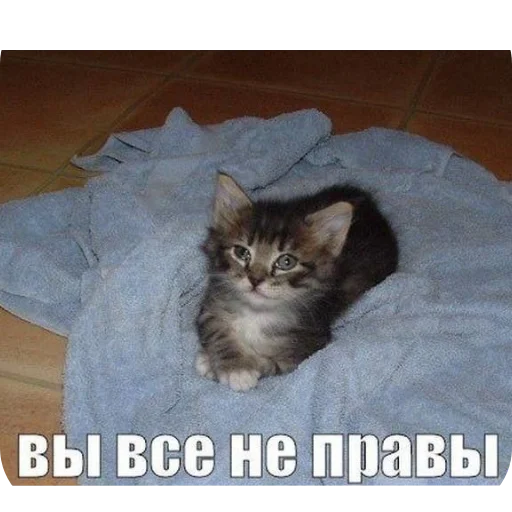 Sticker Koty1528 - 1