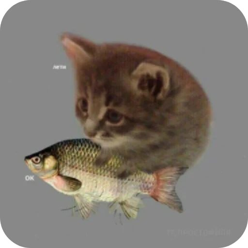 Sticker Koty1528 - 1