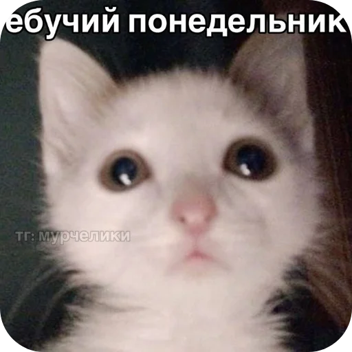 Sticker Koty1528 - 1