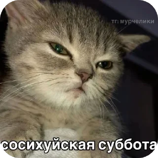 Sticker Коты||автор: @Lipton_BSD - 7