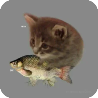 Sticker Коты||автор: @Lipton_BSD - 1