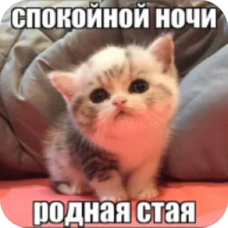 Sticker Коты||автор: @Lipton_BSD - 11