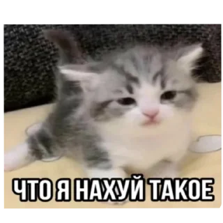 Sticker Коты||автор: @Lipton_BSD - 9