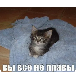 Sticker Коты||автор: @Lipton_BSD - 2