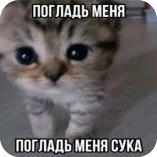 Sticker Коты||автор: @Lipton_BSD - 3