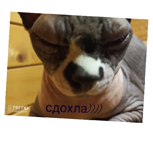 Стикер Koty2043 - 1