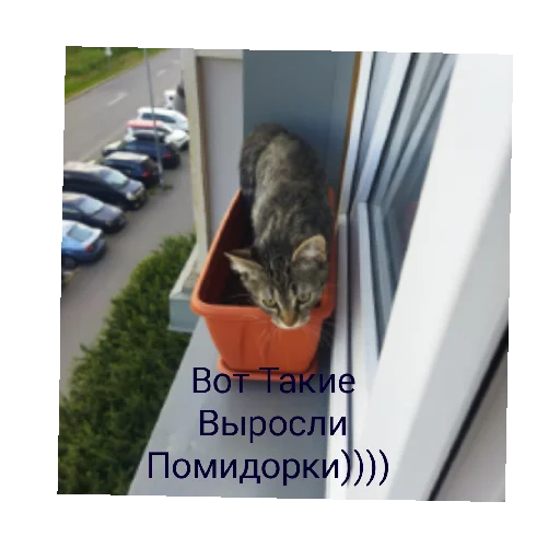 Стикер Koty2043 - 1