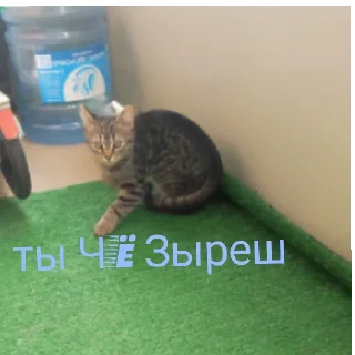 Sticker Коты 2.0 - 1