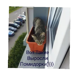 Sticker Коты 2.0 - 4
