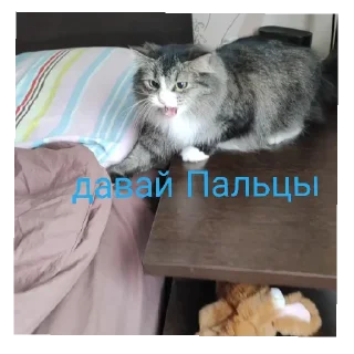 Sticker Коты 2.0 - 2