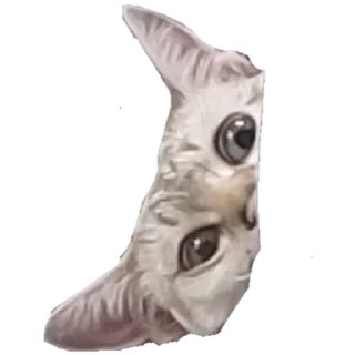 Sticker Коты - 4