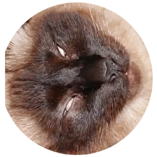 Sticker Коты - 10