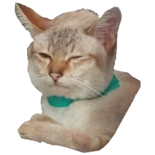 Sticker Коты - 1