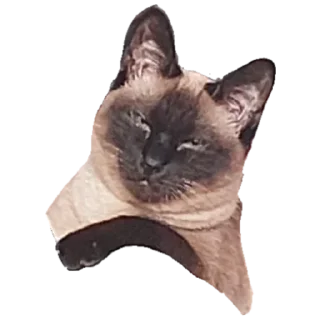 Sticker Коты - 7