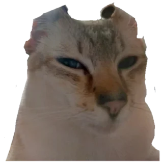 Sticker Коты - 8