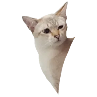 Sticker Коты - 2