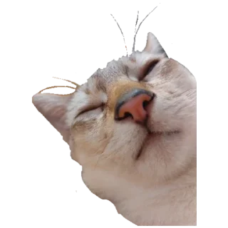 Sticker Коты - 3