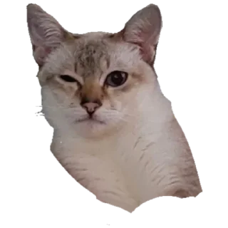 Sticker Коты - 9