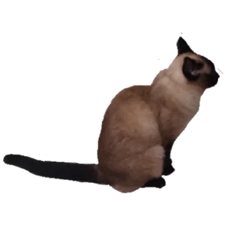 Sticker Коты - 5