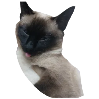 Sticker Коты - 6