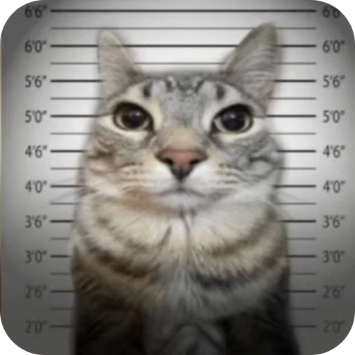 Zazu Cat, от щутника - cat