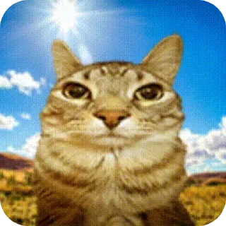 животное млекопитающее кошка