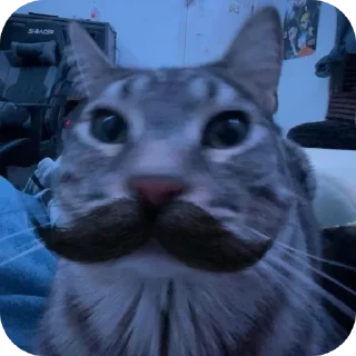 кошки малого и среднего размера кошка млекопитающее