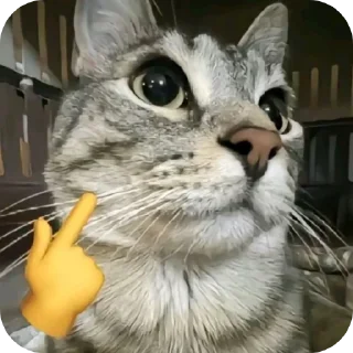 усы кошки малого и среднего размера кошачьи