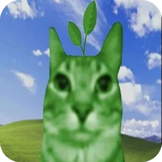 кошка животное небо