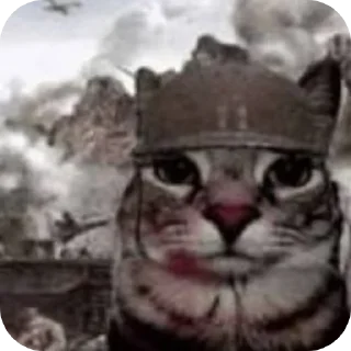 млекопитающее животное кошка