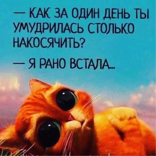 Коты3 - 