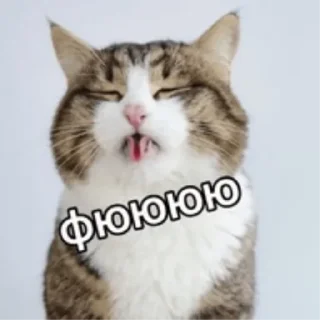 Sticker Коты3 - 1