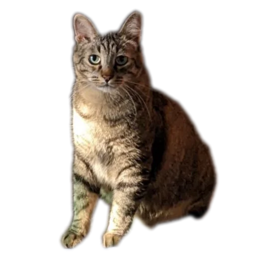 Sticker Koty4577 - 1