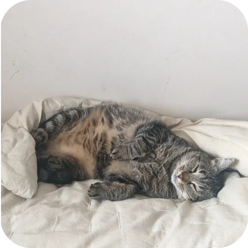 Sticker Koty4577 - 1